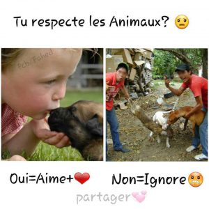 Statut facebook d'un faux sondage sur le respect envers les animaux